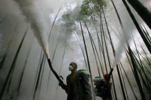 bosque 300x199 ¡Sólo la ecología puede parar las guerras! Reportaje a Vandana Shiva