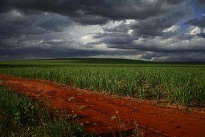 llanura verde 300x200 Conflictos por la tierra: La fiebre del azúcar