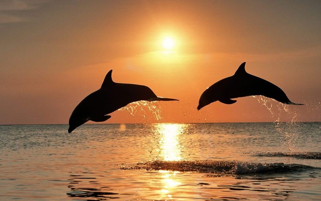 hermandadblanca delfines saltando en el mar Transición a la Quinta Dimensión por José Carlos López Garrido
