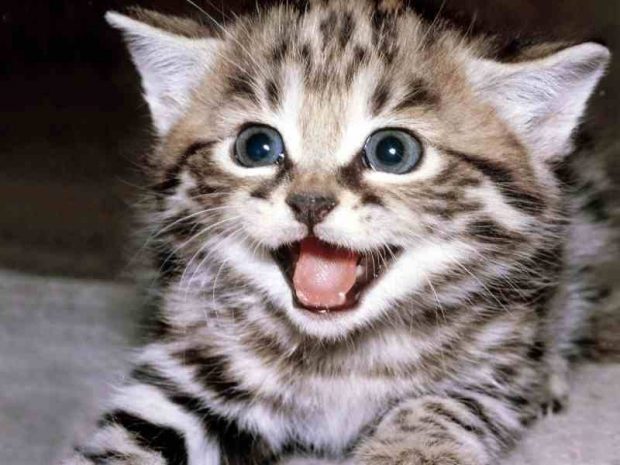 pequeño gato sonriendo