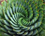 geometria_sagrada_flor_naturaleza_verde_desierto_cactus