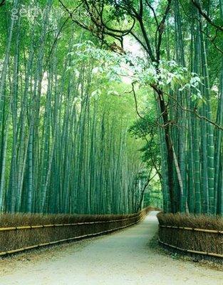 Bambujapones