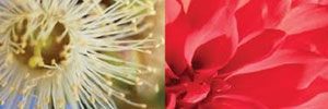 Formacion de Terapeutas Florales:Esencias Anandaflora.Febrero 14 al 19.Argentina