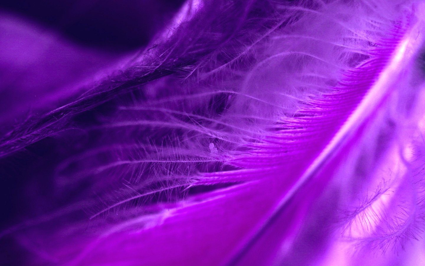 Pluma violeta