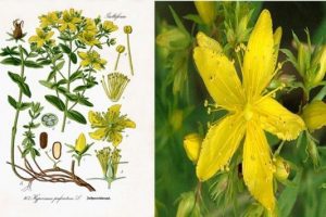 La hierba de San Juan (Hypericum perforatum)