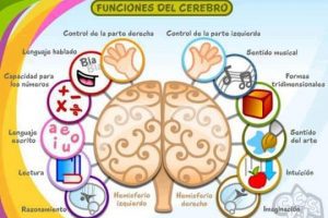 Alimentos para el cerebro y la memoria