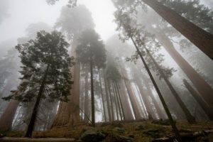 Sequoias: Portales Cristalinos de Sanación canalizado por James Tyberonn