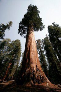 sequoia gigante