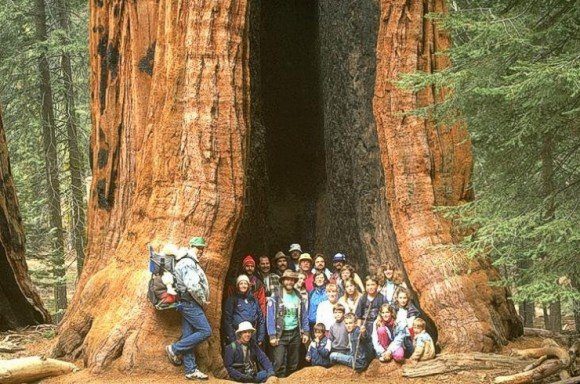 sequoia gigante con obertura debajo