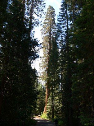 sequoia varias con sol