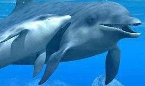 terapia antaya con delfines