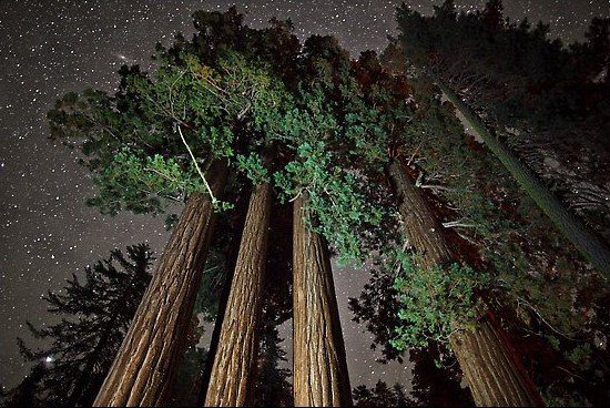 árboles Sequoia