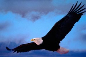 Los Principios del Águila. Ejemplo de Superación y Liderazgo por Lur García