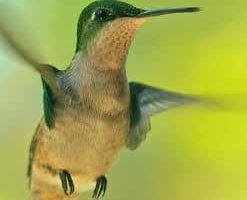 El colibrí y  el acllahuasi, por Arnaldo Quispe