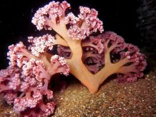 coral rosa