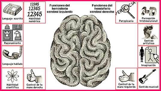 e_revista25_clip_funciones hemisferio cerebrales