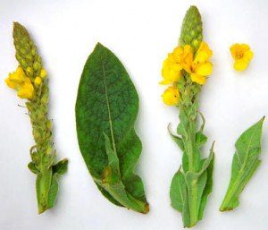Fitoterapia y plantas medicinales para el otoño y el invierno