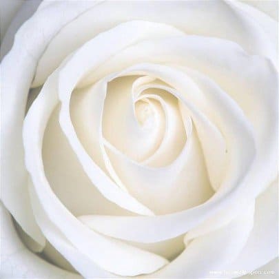 rosa blanca-maria-magdalena