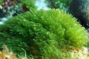 La Spirulina, una micro alga con amplia gama de vitaminas y minerales esenciales