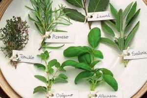 10 Plantas Medicinales y para que sirven, por J.A. Beutelspacher R.