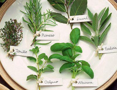 cuidados_plantas_aromaticas- hierbas aromáticas