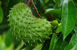 Beneficios de consumir Guanábana, deliciosa fruta tropical [anticancerígena]