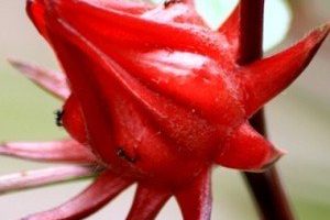 La Flor de Jamaica como Planta medicinal