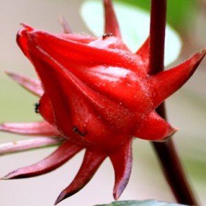 flor-de-jamaica