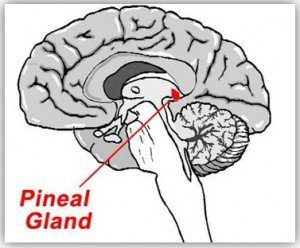 glandula pineal