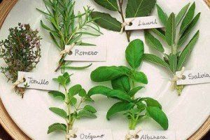 10 Plantas Medicinales y para que Sirven