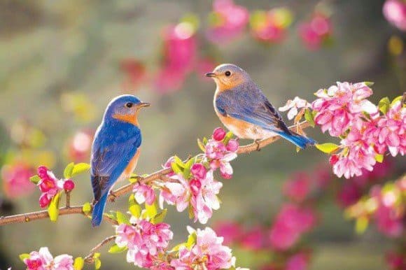 vivir es ser feliz - flores de color rosa y pájaros