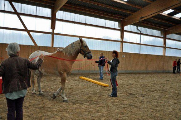 terapias con caballos