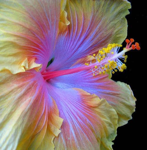 flor -hibiscus