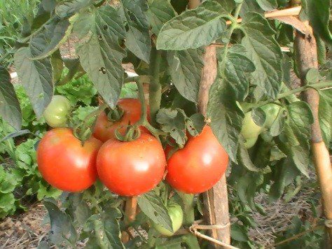 terapias bioenergeticas- tomates rojos