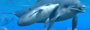 Cursos a distancia de la Terapia Antaya de Lemuria - Enero 2021 16 terapia_antaya_delfines_good