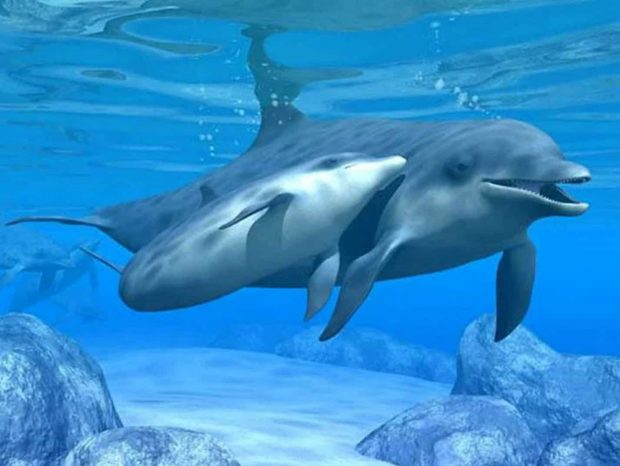 terapia antaya delfines good