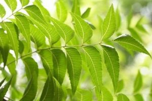 Árbol de neem, para la acidez, diabetes, artritis, la piel y más