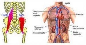 psoas (músculo del riñón)