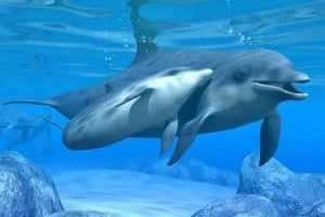 hermandadblanca terapia antaya delfines good 300×225jpg Inicio Curso A Distancia de Terapia Antaya 5 de Mayo de 2015 hermandadblancaorg