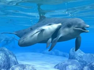 hermandadblanca terapia antaya delfines good 300×225.jpg - Inicio Curso A Distancia de Terapia Antaya - 5 de Mayo de 2015 - hermandadblanca.org
