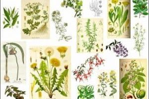 Las 230 plantas medicinales más efectivas y sus usos
