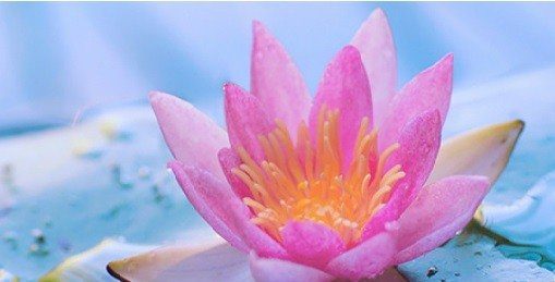 flor de loto en agua luz y agua