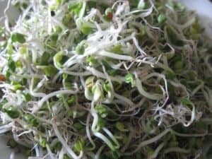 hermandadblanca soja 300×225.jpg - Germinados: Razones para comer más, por el Dr. Mercola - hermandadblanca.org