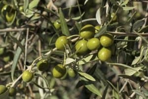 Hojas de olivo: Propiedades medicinales y beneficios para la salud