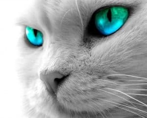 hermandadblanca org ojos de gato 300×240.jpg - El poder paranormal y místico de los gatos - hermandadblanca.org
