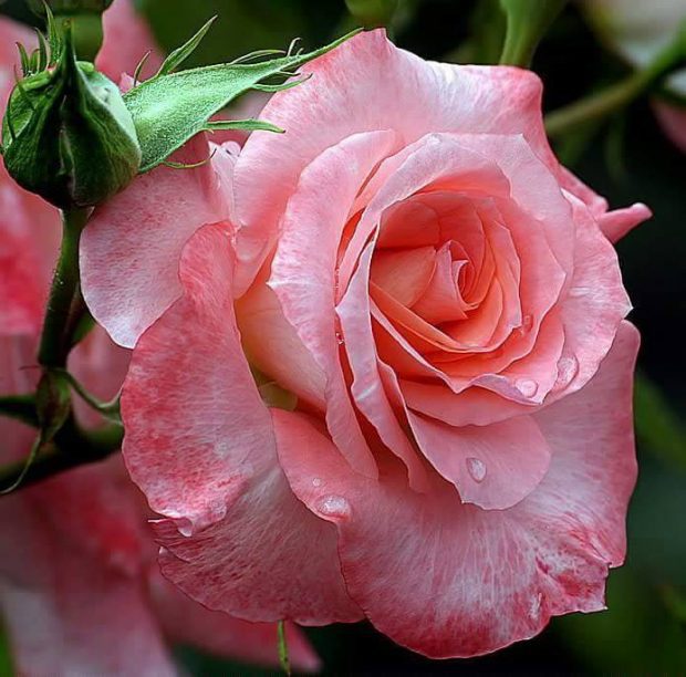 rosa rosa con tonos blancos