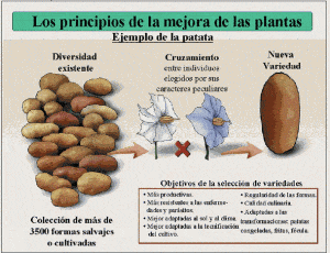 hermandadblanca org cultivos transganicos 300×230.gif - Impacto en la Economía de los Cultivos Transgénicos - hermandadblanca.org
