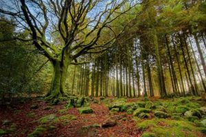 Viajes Espirituales a Brocelandia – Bosque de Merlín