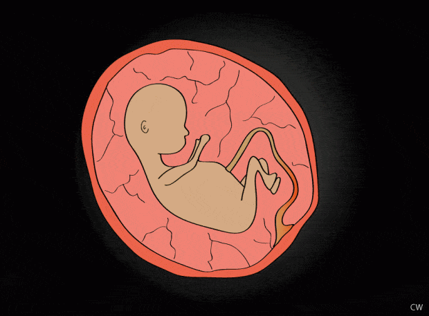 hermandadblanca org yosoylavida 620×457.gif - En la tierra como en el Cielo. Cristianismo y Educación Ambiental. - hermandadblanca.org