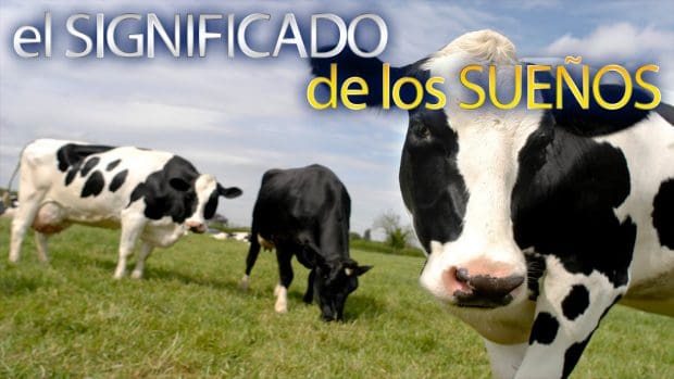 hermandadblanca org soaar con vacas gordas interpretacian de los sueaos 620×349.jpg - Soñar con vacas gordas - interpretación de los sueños - hermandadblanca.org
